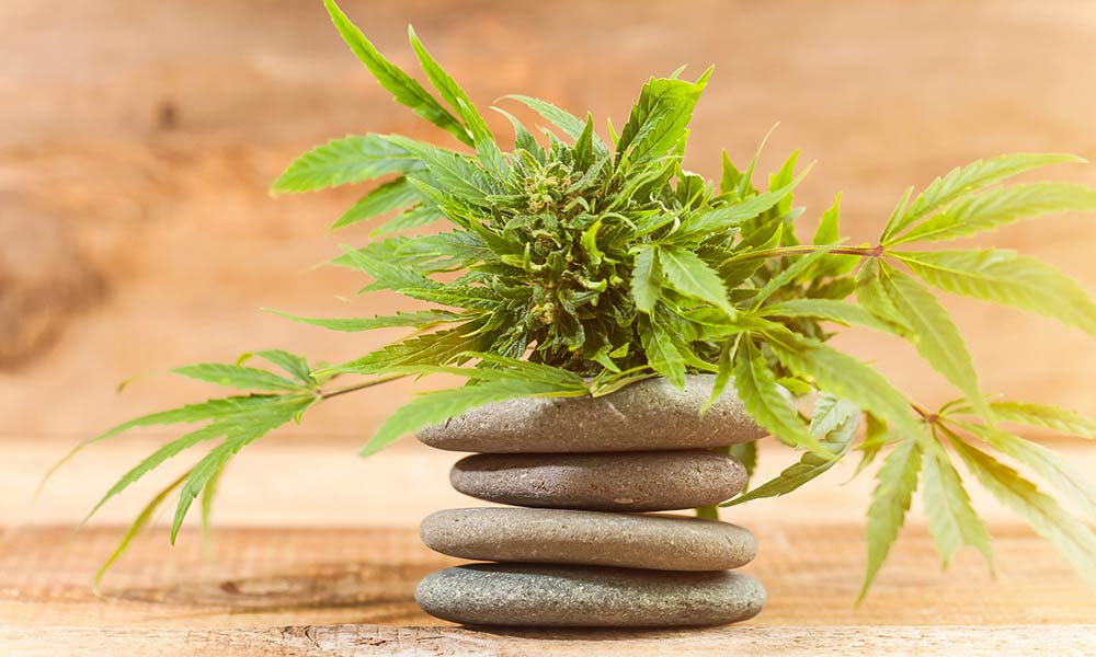 cannabis for stress