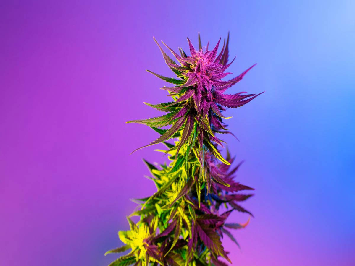 cannabis flower with purple backdrop