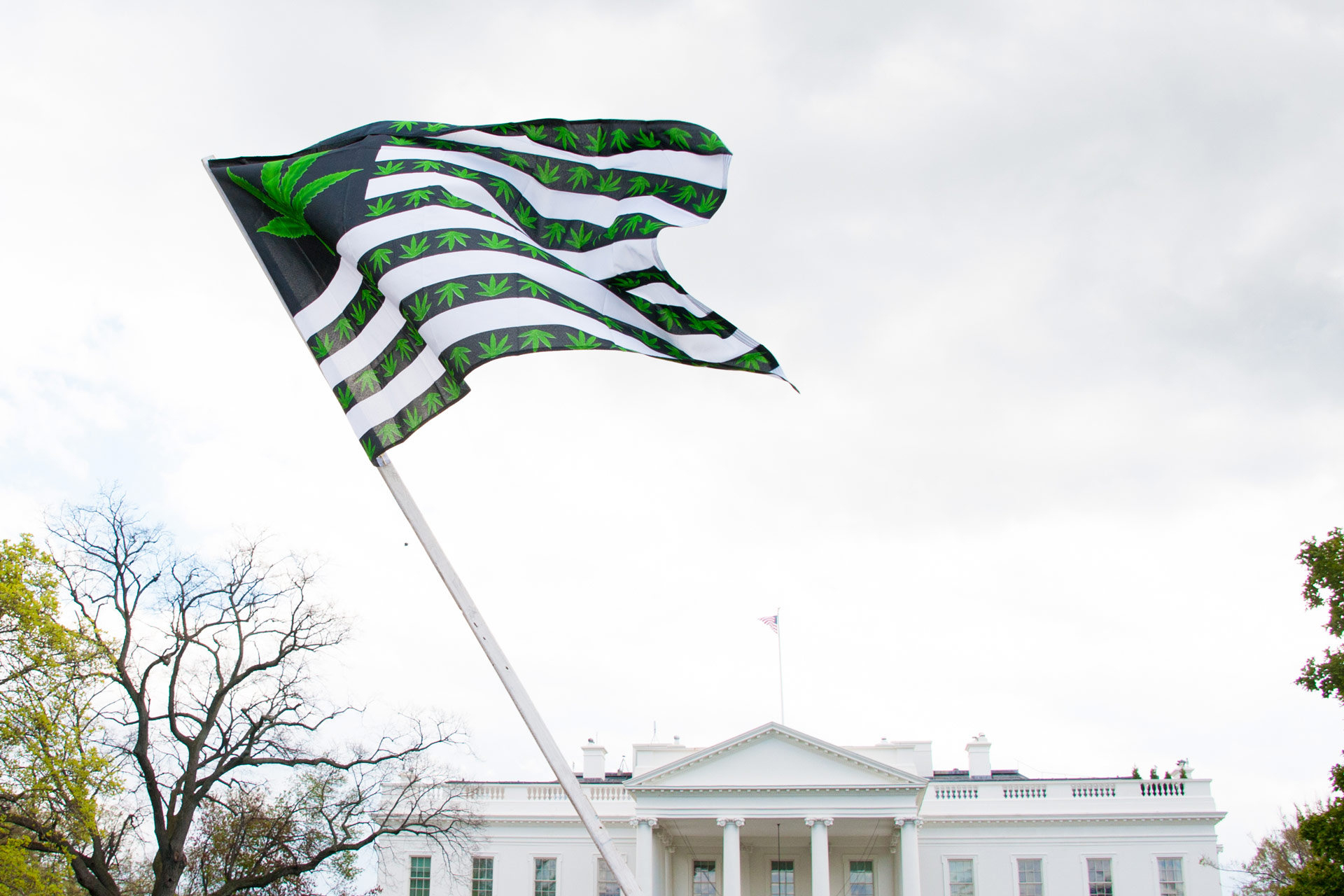 marijuana flag outside white house