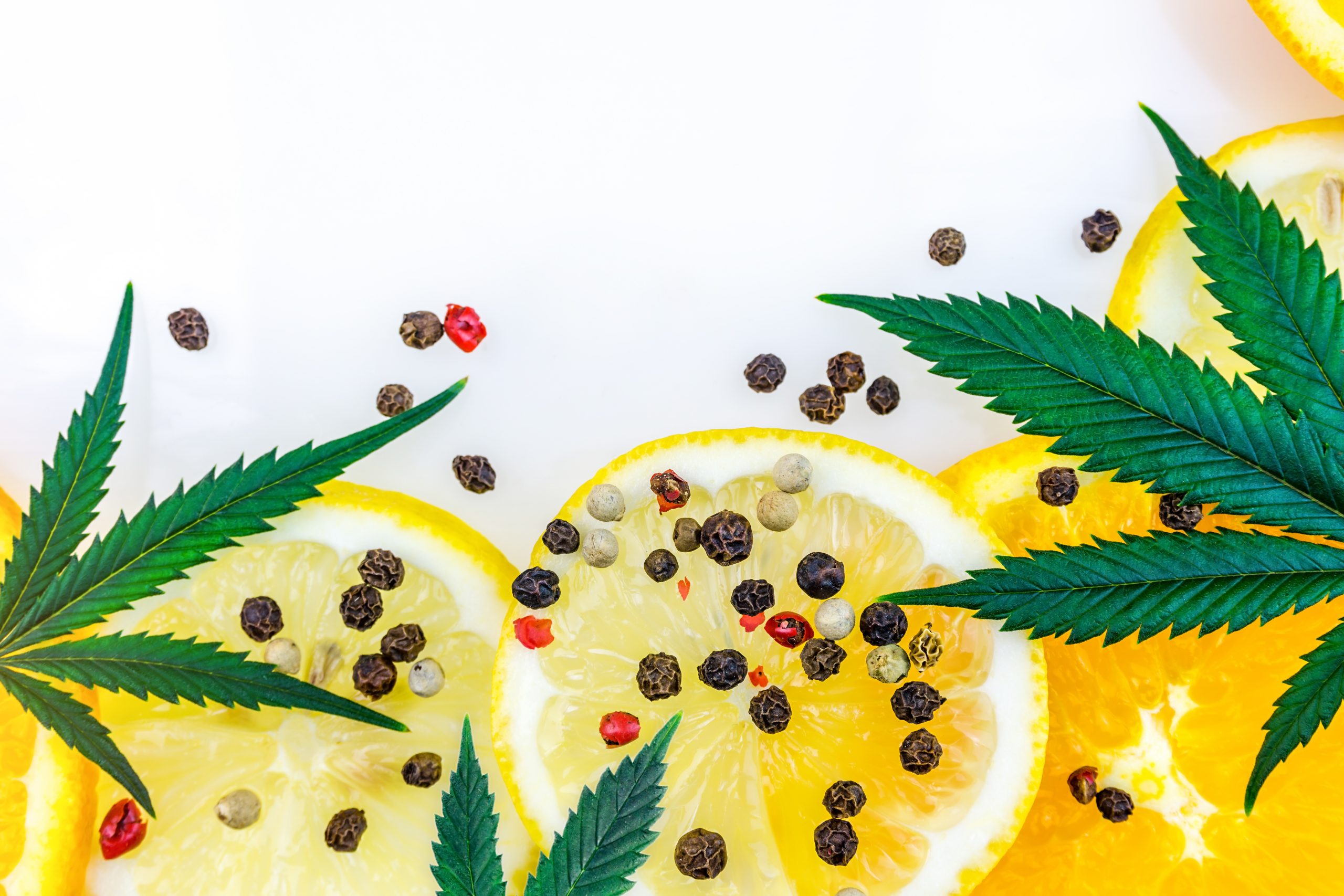 Cannabis Terpene concept with leafs lemons orange and peppercorns on white background
